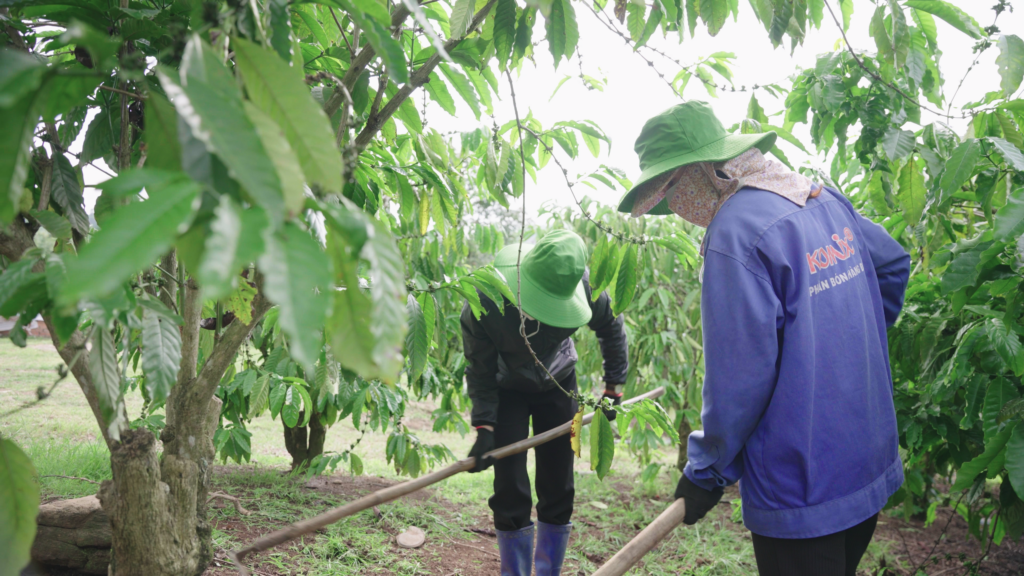 Mexican Coffee Looks to Its Challenges, and Its Opportunities